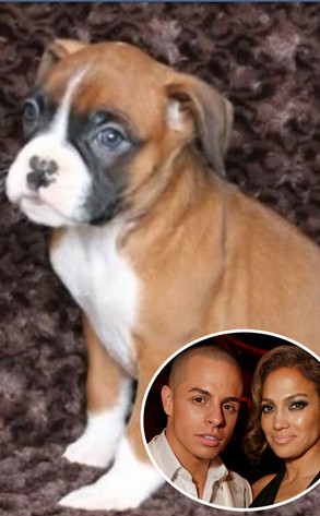Jennifer Lopez, Casper Smart, Puppy, Boxer Jennifer Lopez, Casper Smart, Puppy, Boxer